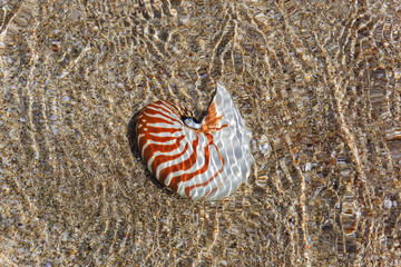 Nautilus seashell on water background