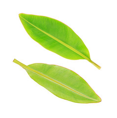 green leaves banana on white background
