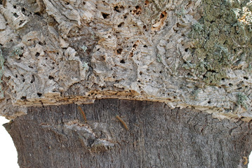 Kork Korkeiche Baum Korken Sardinien Laubbaum Tempio Pausania Quercus Suber Sagherete Gallura Schädlinge  Sardegna Italia