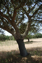 Fototapeta premium Kork Korkeiche Bio Biomasse Dämmung Häuserisolierung Allergie Isolierung Naturprodukt natürlich Baum Laubbaum Korkgewinnung Dämmmaterial 