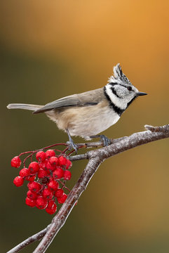 Crested tit and red berries