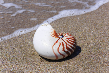 Nautilus seashell on water background