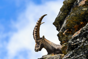 Stambecco al Colle del Leone - Monte Cervino  - Capra ibex
