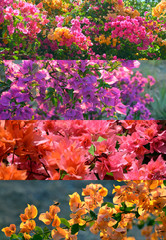 Colorful Bougainvillea flowers collage 