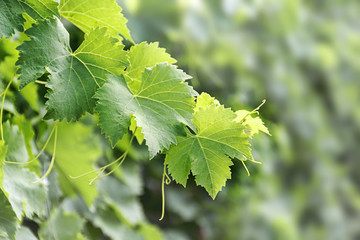 vine leaves with tendrils against blurred background