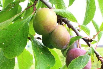 unreife zwetschgen I