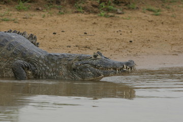 Watching Caiman