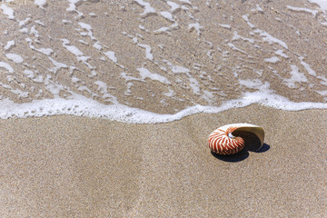 Nautilus seashell on water background