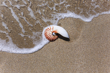 Nautilus seashell on water background