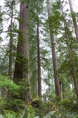 Obraz premium redwood trees