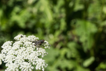Wilde M&ouml;hre mit Fliege