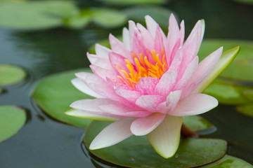 Pink waterlily, petal of waterlily in a pond