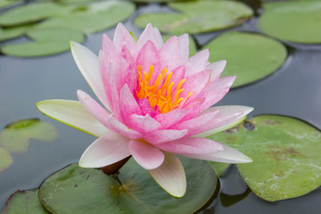 Pink waterlily, beautiful pink lotus