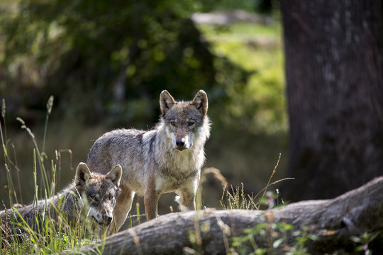 Fototapeta Loup gris