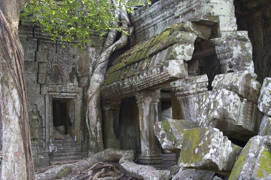 Giant tree roots are crushing and destroying the Ta Phrom temple complex.near Siem Reap,Cambodia