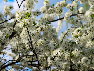 Plum flowering