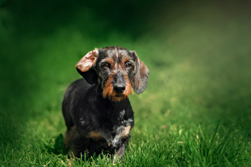 Dachshund dog walking on the green grass