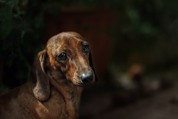 Portrait of dog breed short haired dachshund