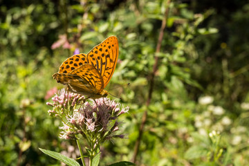 Großer Perlmutterfalter
