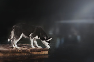 husky standing on the brink of a lake