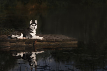 husky standing on the brink of a lake