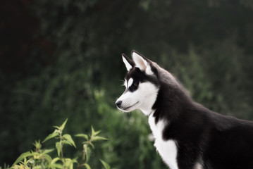 siberian husky