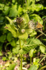 Großer Perlmutterfalter