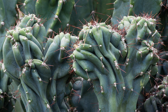 Cactus Cactaceae, Cereus Hildmannianus 'Monstrose'