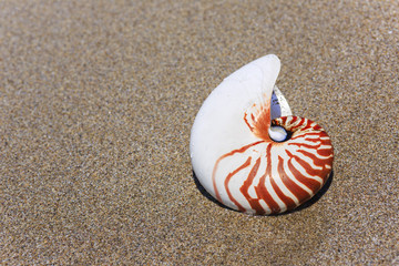 Nautilus seashell on water background