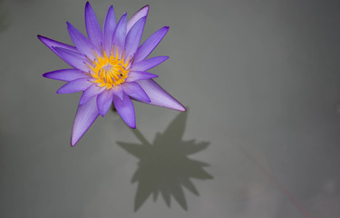 Purple waterlily; lotus flower