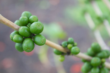 Coffee tree with coffee bean, green plant background