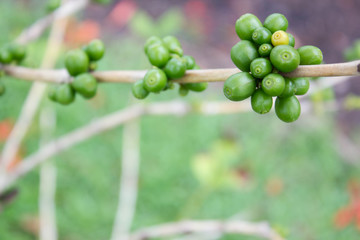 green coffee bean, coffee tree with beans