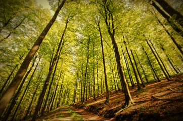 Fototapeta na wymiar HDR, old style, Beech Forest in Spring, Germany