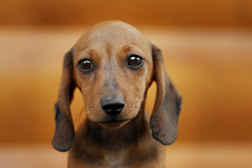 Close up portrate of red dachshund