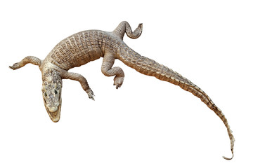 crocodile isolated on white