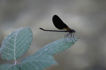 Libélula negra