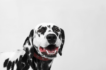Portrait of a dalmatian dog laughing
