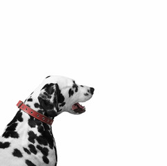 Dalmatian Dog looking
