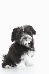 A black and white puppy is sitting in a white isolated background with room for text.