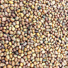 a lot of red beans for background uses