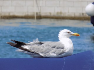 Seagull