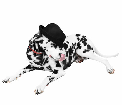 Dalmatian Dog in black hat lying