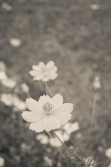 Beautiful cosmos flower with blurred background