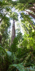 redwood forest