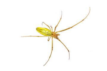 Green spider on a white background