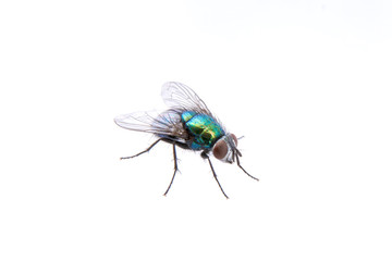 Green fly isolated on a black background - 88515101