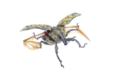 Flying beetle on a white background