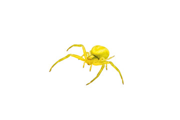 Green spider on a white background