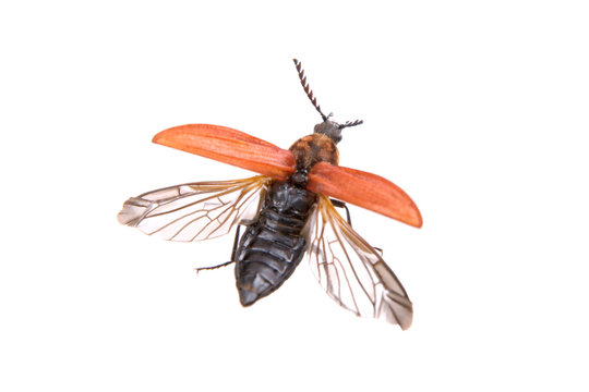 Flying beetle on a white background