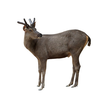 male brow antlered deer